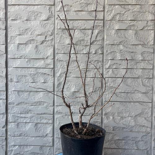 リキュウバイ（利休梅）6号ポット苗 苗木 春の花 鉢植え 庭木 シンボルツリー |  | 02