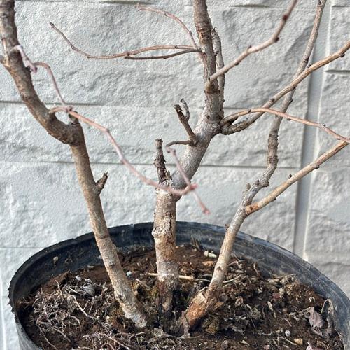 リキュウバイ（利休梅）6号ポット苗 苗木 春の花 鉢植え 庭木 シンボルツリー |  | 03