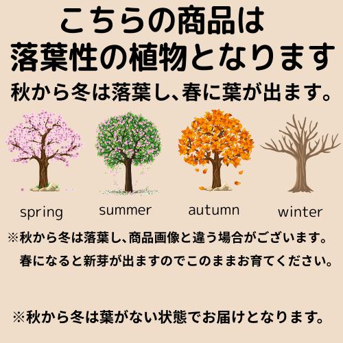 リキュウバイ（利休梅）6号ポット苗 苗木 春の花 鉢植え 庭木 シンボルツリー |  | 04