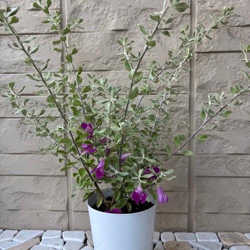 レウコフィルム 3 フルテスケンス ファイバー鉢 シルバーリーフ】 レウコフィルム 『フルテスケンス』 3寸ロングPOT