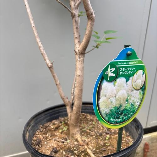 ヤング 花・ガーデン・DIY スモークツリー ヤングレディー（PVP）8号