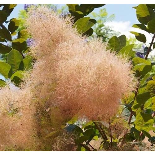 スモークツリー　フレーム　7号鉢　庭木 鉢植え ドライフラワー 落葉樹 現品B】スモークツリー フレーム 7号ポット苗 苗木 煙の木 切り花