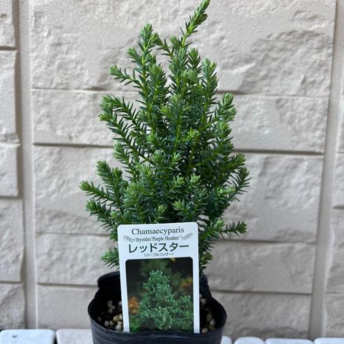 コニファー レッドスター 別名パープルフェザー 3号ポット苗