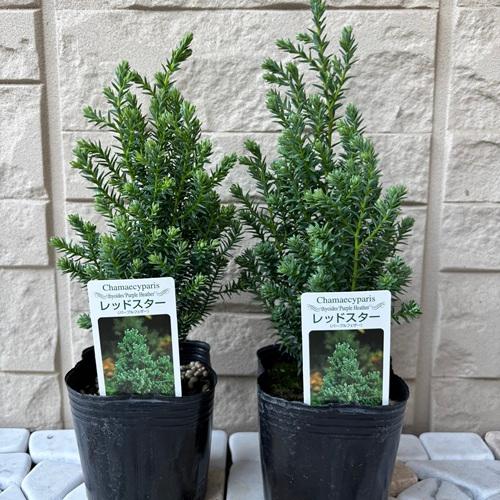 コニファー レッドスター 別名パープルフェザー 3号ポット苗