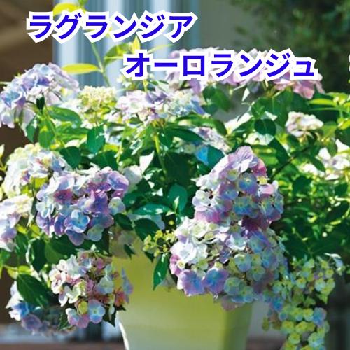DES POTS(デスポッツ) ハイドランジアオーロラフラワーベース あじさい DES POTS(デスポッツ) ハイドランジアオーロラフラワーベース あじさい