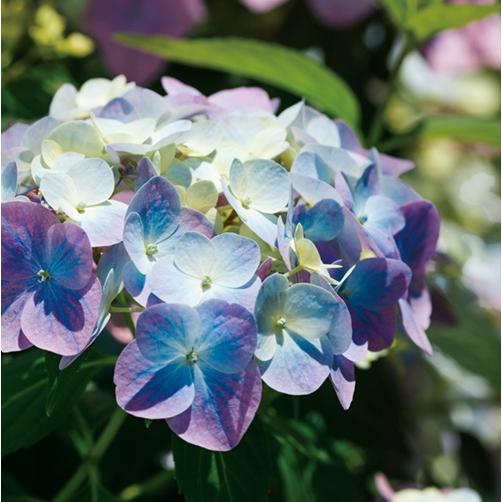 アジサイ　ラグランジアン　オーロランジュ　花苗木 Amazon.co.jp: アジサイ 苗 苗木 ラグランジアR オーロランジュ（品種