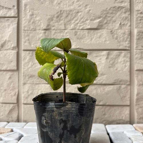 オオチョウジガマズミ 3号ポット苗 苗木 : エスフルール - 通販