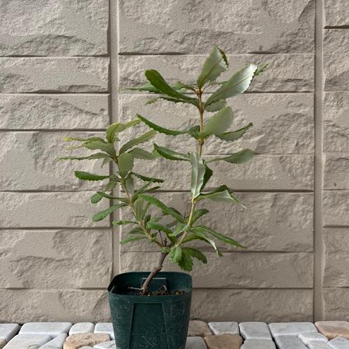 コーストバンクシア　3号ポット苗　インテグリフォリア　苗木　庭木  花木  オージープランツ |  | 02