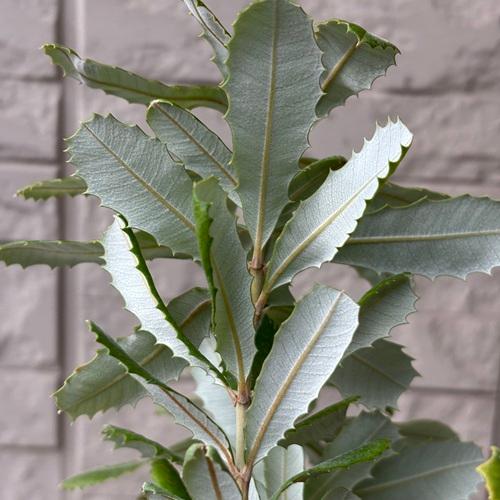 コーストバンクシア　3号ポット苗　インテグリフォリア　苗木　庭木  花木  オージープランツ |  | 04