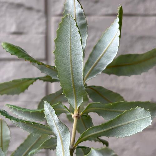 コーストバンクシア　3号ポット苗　インテグリフォリア　苗木　庭木  花木  オージープランツ |  | 05