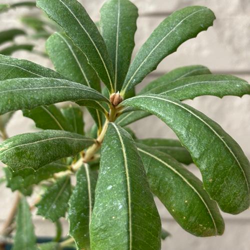 コーストバンクシア　3号ポット苗　インテグリフォリア　苗木　庭木  花木  オージープランツ |  | 06