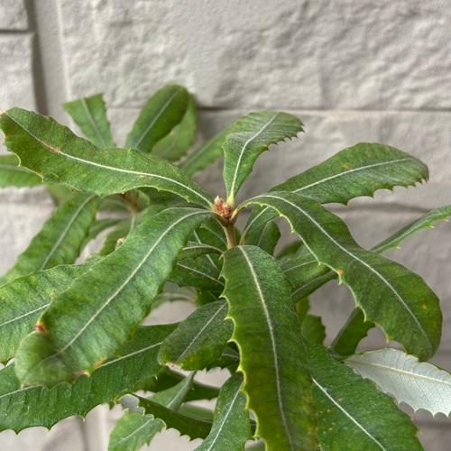 コーストバンクシア　3号ポット苗　インテグリフォリア　苗木　庭木  花木  オージープランツ |  | 07