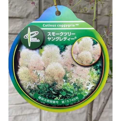 現品6-4】スモークツリー ヤングレディー（PVP） 8号ポット苗 苗木 煙