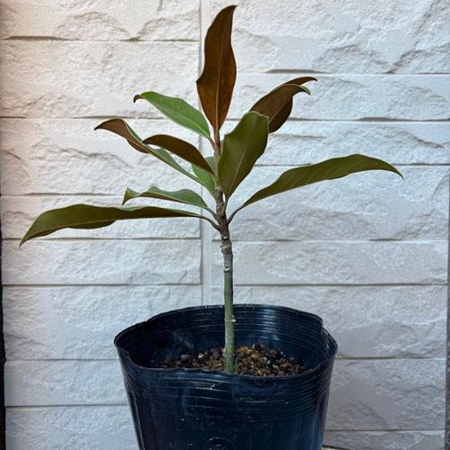 タイサンボク ケイパレス 5号ポット 挿し木苗 苗木 : エスフルール
