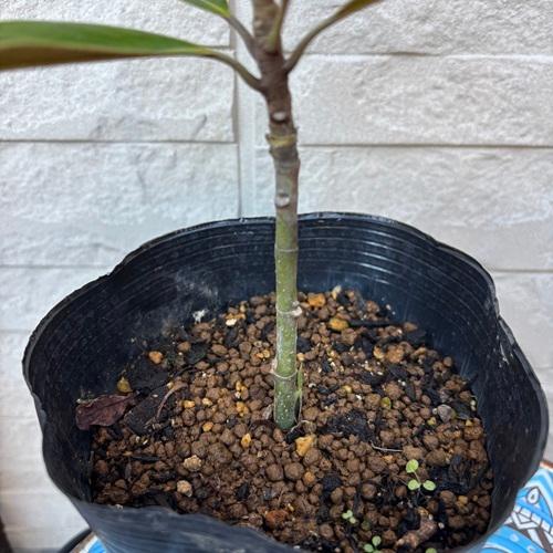 タイサンボク ケイパレス 5号ポット 挿し木苗 苗木 : エスフルール