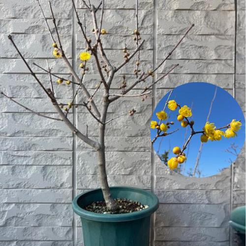 蝋梅　ロウバイ　満月　7号鉢　苗木　庭木　 | 