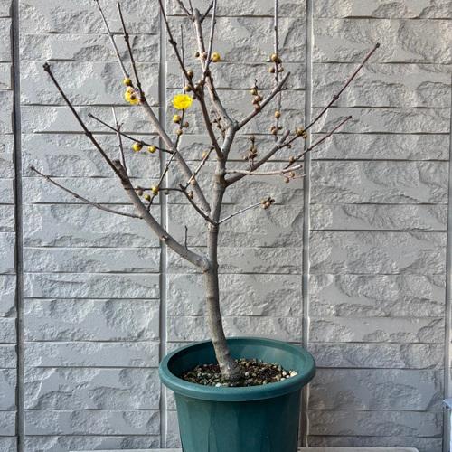 蝋梅　ロウバイ　満月　7号鉢　苗木　庭木　 |  | 01