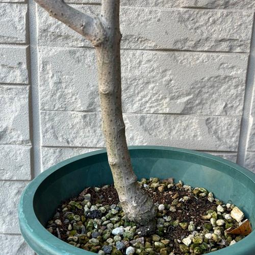 蝋梅　ロウバイ　満月　7号鉢　苗木　庭木　 |  | 03