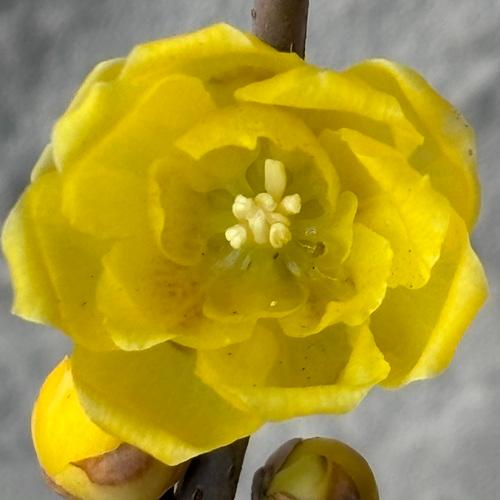 蝋梅　ロウバイ　満月　7号鉢　苗木　庭木　 |  | 04