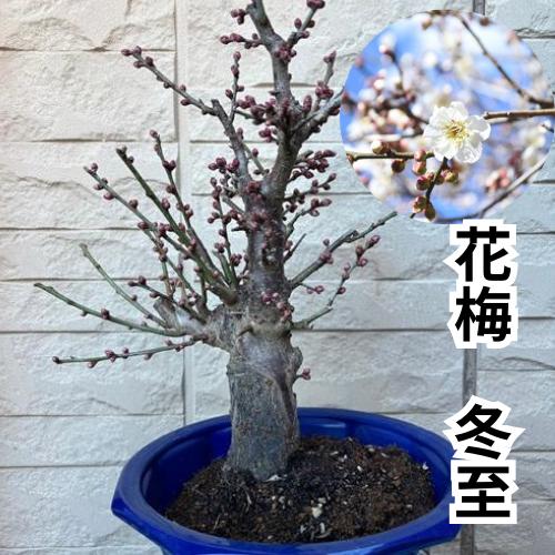 花梅 冬至 6号プラ鉢 苗木 | 
