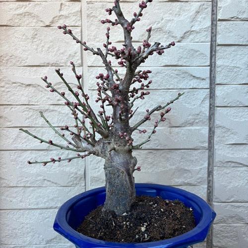 花梅 冬至 6号プラ鉢 苗木 |  | 01