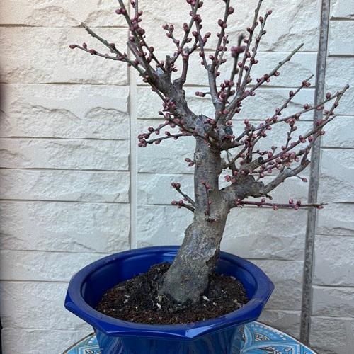 花梅 冬至 6号プラ鉢 苗木 |  | 02