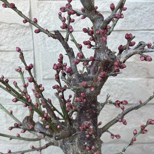 花梅 冬至 6号プラ鉢 苗木 |  | 03