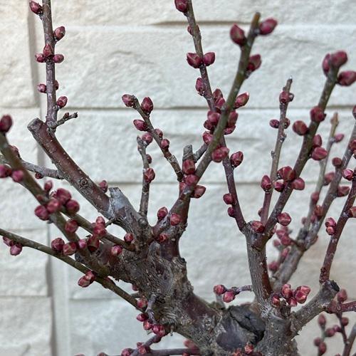 花梅 冬至 6号プラ鉢 苗木 |  | 04