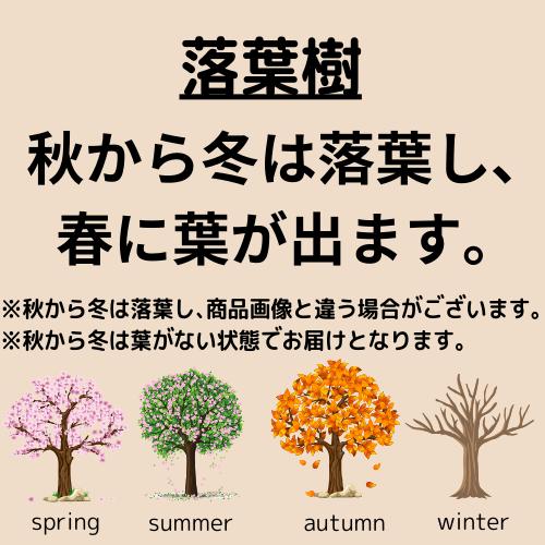 花梅 冬至 6号プラ鉢 苗木 |  | 07