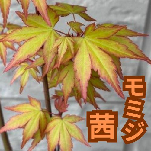 モミジ 茜 接木１年生 4号ポット苗 苗木 庭木 シンボルツリー 植木 花木 落葉樹 カエデ 楓 紅葉 盆栽（Yahoo!・エスフルール）