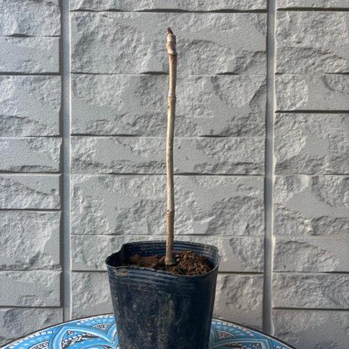 トゲなしタラの木　3.5号ポット苗　苗木　山菜 |  | 01