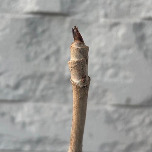 トゲなしタラの木　3.5号ポット苗　苗木　山菜 |  | 02