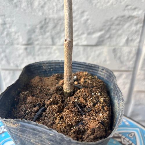 トゲなしタラの木　3.5号ポット苗　苗木　山菜 |  | 03