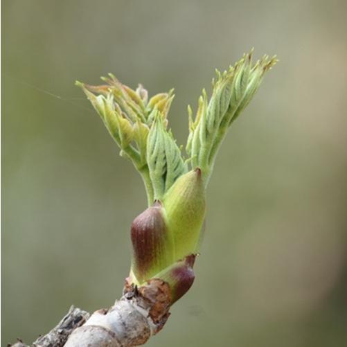 トゲなしタラの木　3.5号ポット苗　苗木　山菜 |  | 04