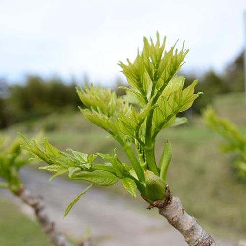 トゲなしタラの木　3.5号ポット苗　苗木　山菜 |  | 05