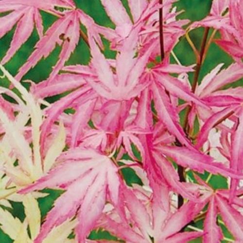 モミジ テイラー 接木苗 3.5号ポット苗 苗木 庭木 シンボルツリー 植木 花木 落葉樹 カエデ 楓 紅葉 | 