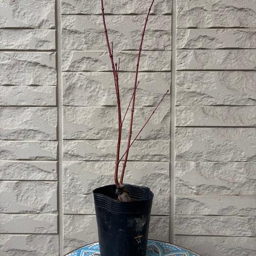 モミジ テイラー 接木苗 3.5号ポット苗 苗木 庭木 シンボルツリー 植木 花木 落葉樹 カエデ 楓 紅葉 |  | 02