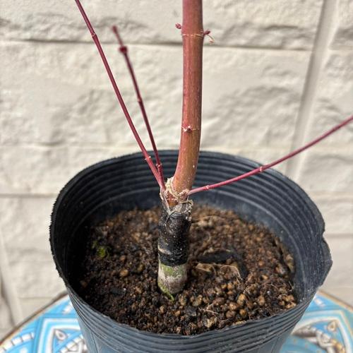 モミジ テイラー 接木苗 3.5号ポット苗 苗木 庭木 シンボルツリー 植木 花木 落葉樹 カエデ 楓 紅葉 |  | 03