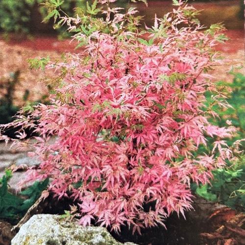 モミジ テイラー 接木苗 3.5号ポット苗 苗木 庭木 シンボルツリー 植木 花木 落葉樹 カエデ 楓 紅葉 |  | 04