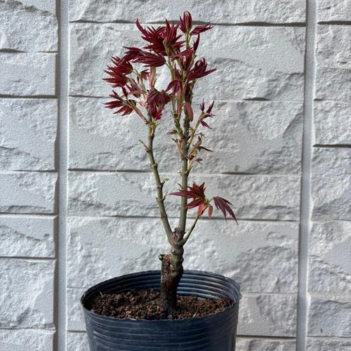 モミジ　紅獅子 接木苗 3.5号ポットクレナイジシ 苗木　 | 