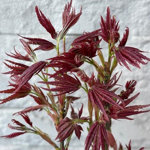 モミジ　紅獅子 接木苗 3.5号ポットクレナイジシ 苗木　 |  | 01