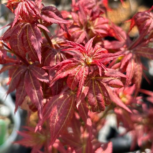 モミジ　紅獅子 接木苗 3.5号ポットクレナイジシ 苗木　 |  | 07