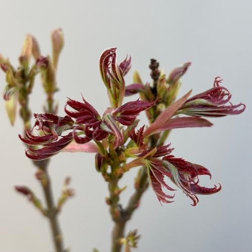 モミジ　紅獅子 接木苗 3.5号ポットクレナイジシ 苗木　 |  | 02