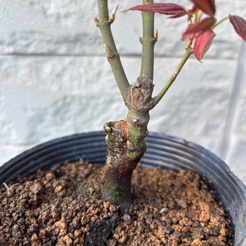 モミジ　紅獅子 接木苗 3.5号ポットクレナイジシ 苗木　 |  | 04