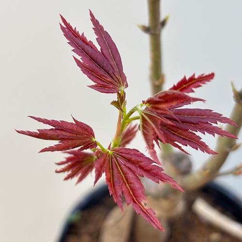 モミジ　紅獅子 接木苗 3.5号ポットクレナイジシ 苗木　 |  | 06
