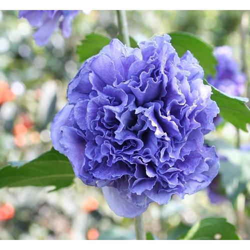 ムクゲ　紫玉（しぎょく）3号ポット 苗木 木槿 庭木 鉢植え シンボルツリー（Yahoo!・エスフルール）