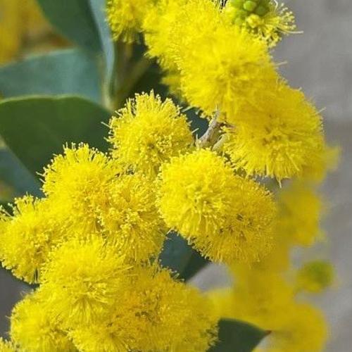 ミモザ 三角葉アカシア 苗木 3号ポット 庭木 シンボルツリー 春の花
