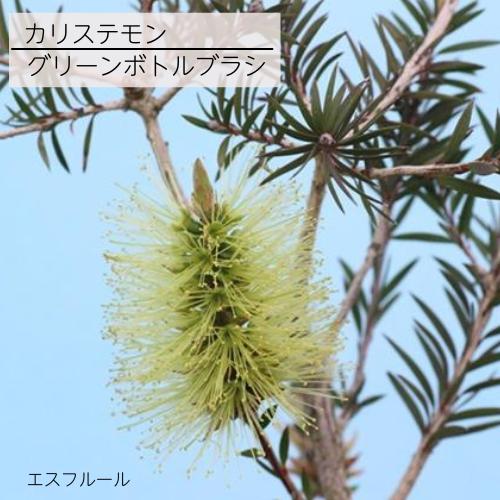カリステモン グリーンボトルブラシ 5号ポット苗 ブラシの木 金宝樹