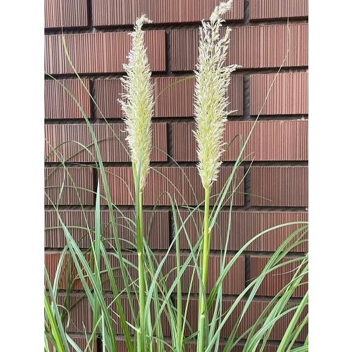 パンパスグラス タイニーパンパ 5号ポット苗 花苗 切り花 ドライ パンパスグラス タイニーパンパ 5号ポット苗 花苗 切り花 ドライ