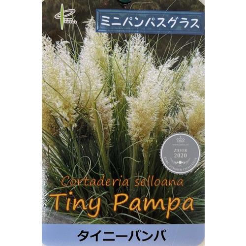 パンパスグラス タイニーパンパ 5号ポット苗 花苗 切り花 ドライ パンパスグラス タイニーパンパ 5号ポット苗 花苗 切り花 ドライ